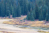 Grasses, Willows, and Forest