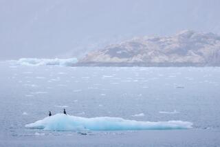 Alaska Wildlife From a Landscape Photographer's Perspective