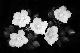 2024 in Review #1 - Black and White Photos