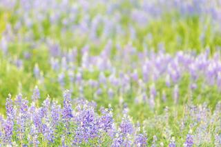 Summer Wildflowers (and More) in Crested Butte, Colorado
