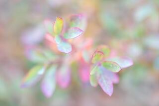 2024 in Review #2: Portraits of Plants and Flowers