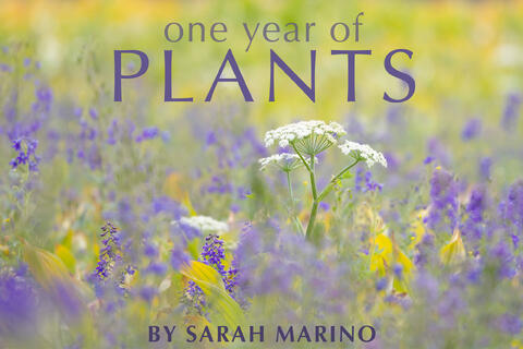 Sarah - Plants and Flowers - 2025