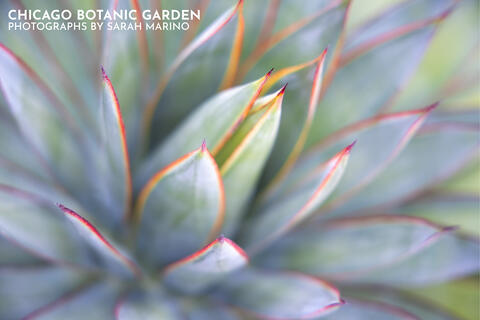 Sarah - Chicago Botanic Garden - 2021