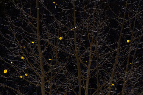 Fall Colors in Colorado