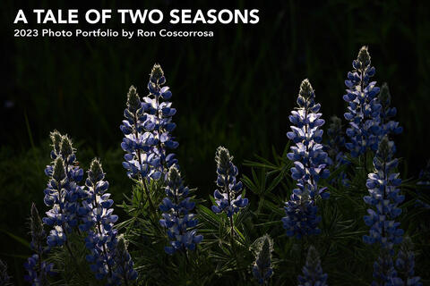 Ron - Tale of Two Seasons - 2023
