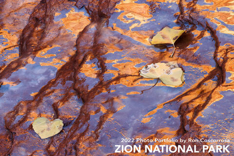 Ron - Zion National Park - 2022