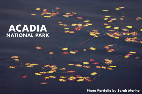Sarah - Acadia National Park - 2023
