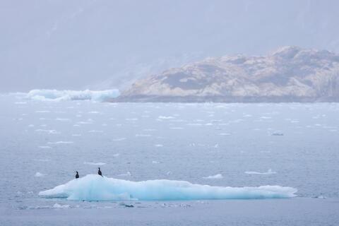 Alaska Wildlife From a Landscape Photographer's Perspective