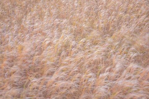 With the Wind