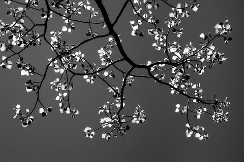 Spring Sparkles