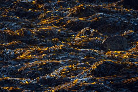 Beauty is Everywhere: A Lesson from Female Birds and Ground Squirrels