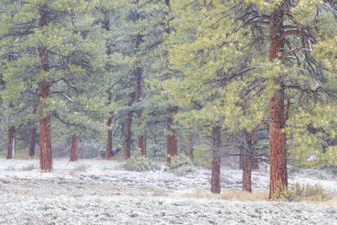 A Few Snowy Days in Colorado