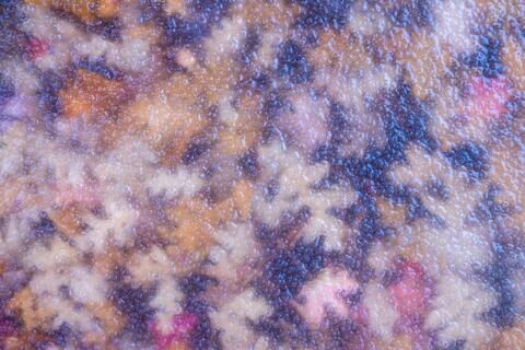 Winter Gems