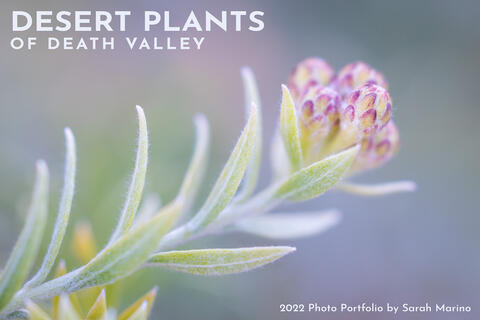 Sarah - Death Valley Plants - 2022