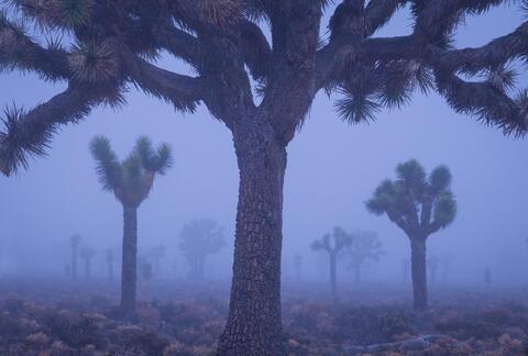 Three Recent Articles (On Landscape and Nature Vision)