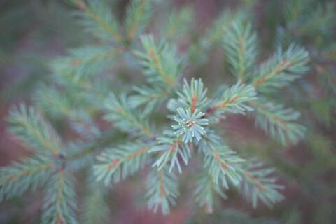 Little Spruce