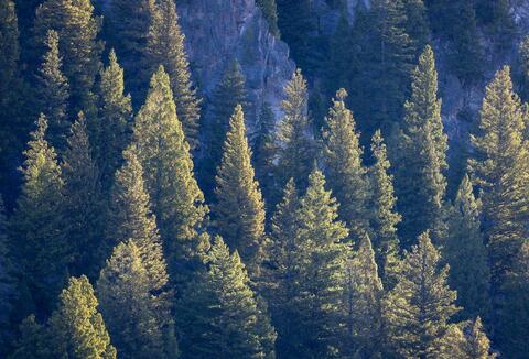 Afternoon Light