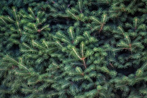 Branches