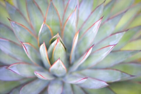 Red Tips