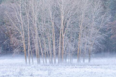 Silent Morning