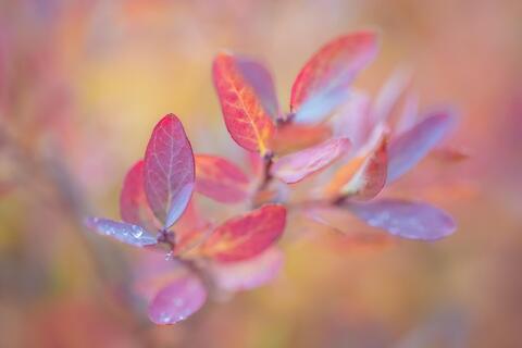 Huckleberry in Autumn