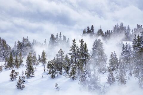 Swirl of Snow