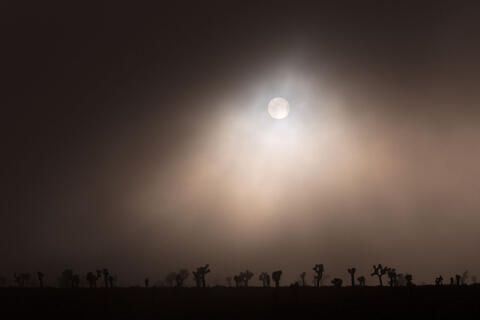 Photographing Silhouettes in Nature: Treasure Lurking in the Shadows