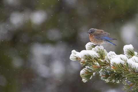 Announcing Tweet Sheet! A New Resource for Birders