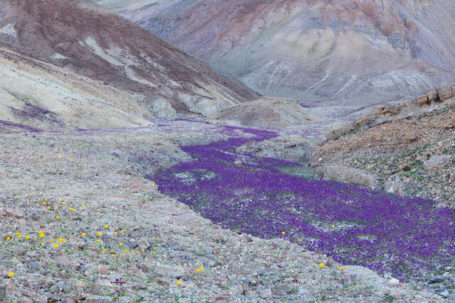 Awash with Purple