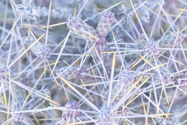 Pastel Cholla