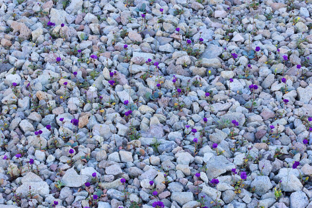 Purple Infiltration