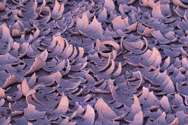 Dusky Peels