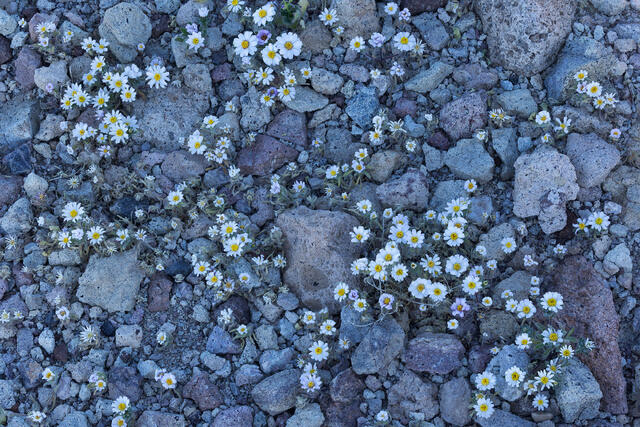 Stars of the Desert