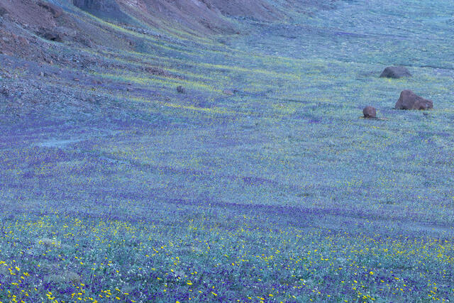 Floral Edges