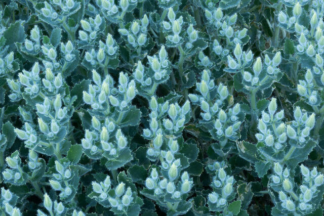 Imminent Bloom