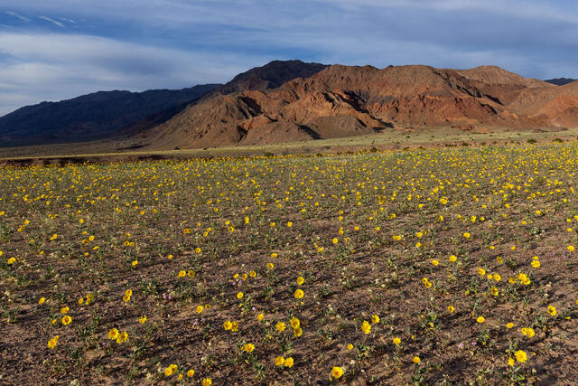 Sunflower Shadows
