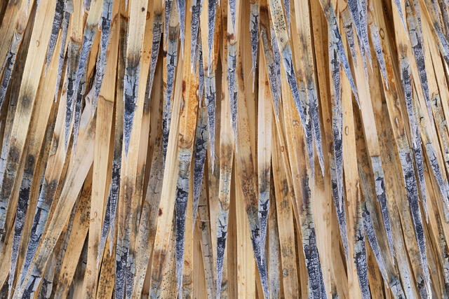 Tree Hair