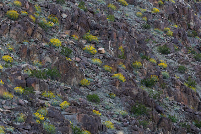 Yellow Poofs