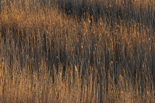 Golden Harvest