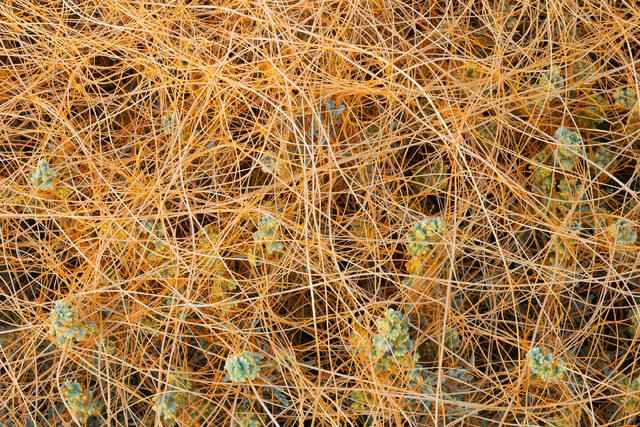Call Me Dodder