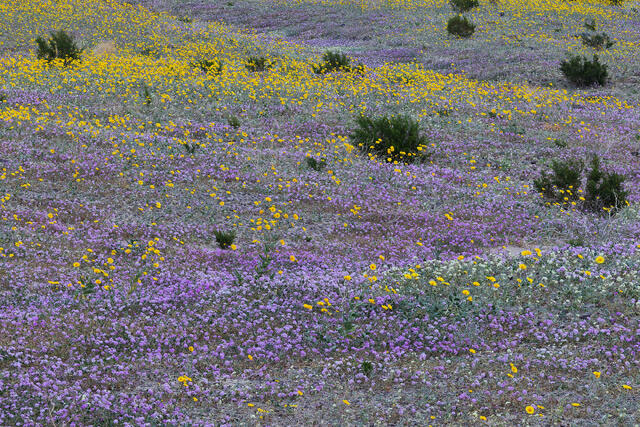 Wildflower Harmony