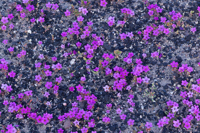 Purple Mats