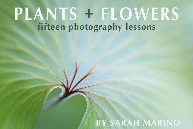 Plants and Flowers: 15 Photography Lessons