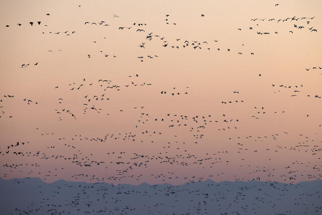 A Few Good Birds