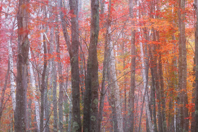 Acadian Reds