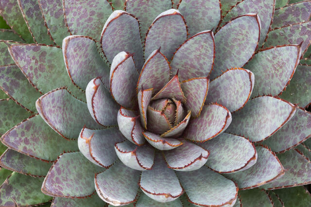 Agave Greens