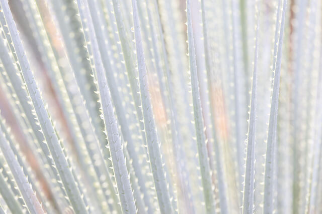 Plants Soft