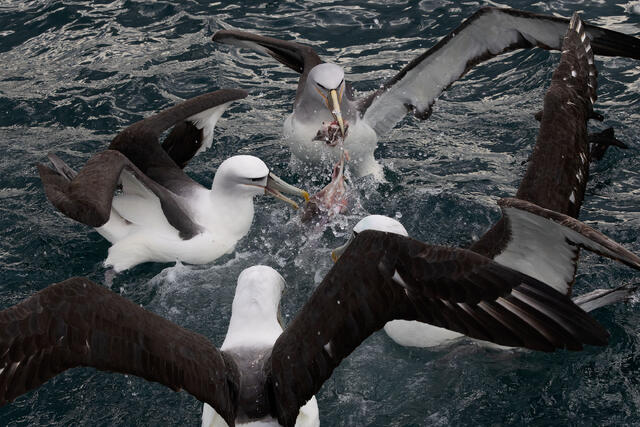Albatross Frenzy