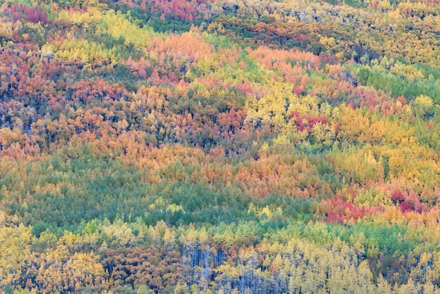 All Aspens