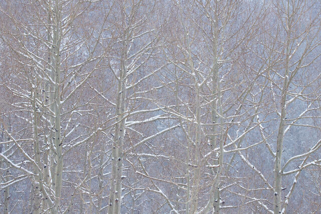 Almost Spring